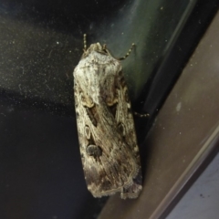 Agrotis munda (Brown Cutworm) at Flynn, ACT - 22 Nov 2019 by Christine