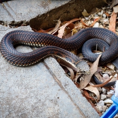 Austrelaps ramsayi (Highlands Copperhead) at Wingecarribee Local Government Area - 25 Nov 2019 by Boobook38