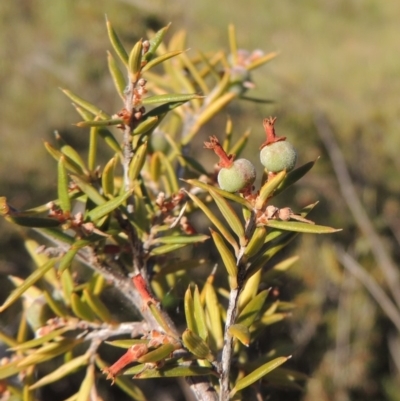 Lissanthe strigosa subsp. subulata (Peach Heath) at Gigerline Nature Reserve - 11 Nov 2019 by michaelb
