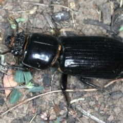 Mastachilus sp. (genus) (Unidentified Mastachilus bess beetle) at Mount Ainslie - 20 Nov 2019 by jb2602