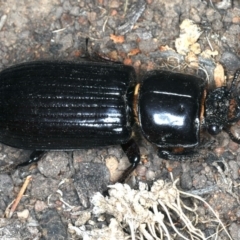 Mastachilus sp. (genus) at Ainslie, ACT - 20 Nov 2019