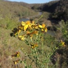 Hypericum perforatum (St John's Wort) at Tennent, ACT - 11 Nov 2019 by michaelb