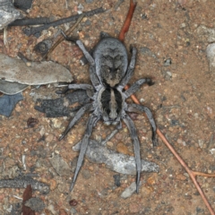 Tasmanicosa sp. (genus) (Unidentified Tasmanicosa wolf spider) at Mount Ainslie - 20 Nov 2019 by jb2602