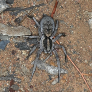 Tasmanicosa sp. (genus) at Ainslie, ACT - 20 Nov 2019