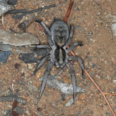 Tasmanicosa sp. (genus) (Unidentified Tasmanicosa wolf spider) at Ainslie, ACT - 20 Nov 2019 by jbromilow50
