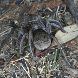 Tasmanicosa sp. (genus) at Ainslie, ACT - 20 Nov 2019 09:05 PM