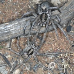 Lycosidae (family) (Wolf spider) at Ainslie, ACT - 20 Nov 2019 by jb2602