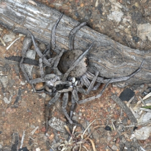 Lycosidae (family) at Ainslie, ACT - 20 Nov 2019 09:06 PM