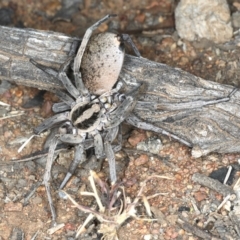 Lycosidae (family) at Ainslie, ACT - 20 Nov 2019