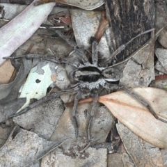 Lycosidae (family) (Wolf spider) at Ainslie, ACT - 20 Nov 2019 by jb2602