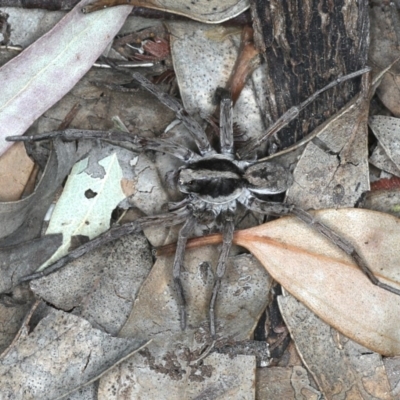Lycosidae (family) (Unidentified wolf spider) at Mount Ainslie - 20 Nov 2019 by jb2602