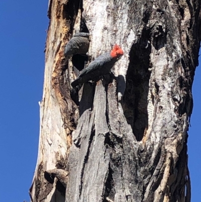 Callocephalon fimbriatum (Gang-gang Cockatoo) at Garran, ACT - 19 Nov 2019 by ruthkerruish