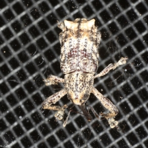 Orthorhinus cylindrirostris at Rosedale, NSW - 16 Nov 2019 09:25 PM