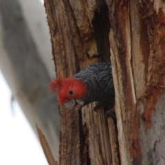 Callocephalon fimbriatum (Gang-gang Cockatoo) at Hughes, ACT - 26 Nov 2019 by LisaH