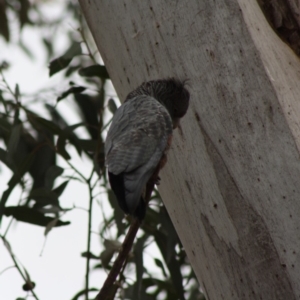 Callocephalon fimbriatum at Hughes, ACT - 26 Nov 2019