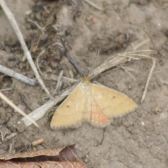 Scopula rubraria (Reddish Wave, Plantain Moth) at Hughes, ACT - 26 Nov 2019 by LisaH