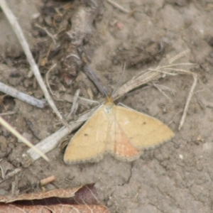 Scopula rubraria at Hughes, ACT - 26 Nov 2019