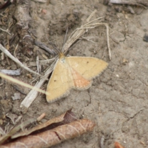 Scopula rubraria at Hughes, ACT - 26 Nov 2019