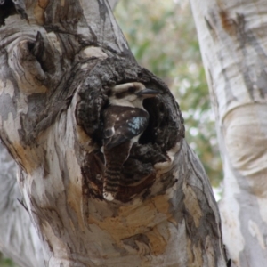 Dacelo novaeguineae at Red Hill, ACT - 26 Nov 2019