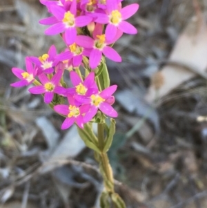 Centaurium tenuiflorum at Majura, ACT - 24 Nov 2019