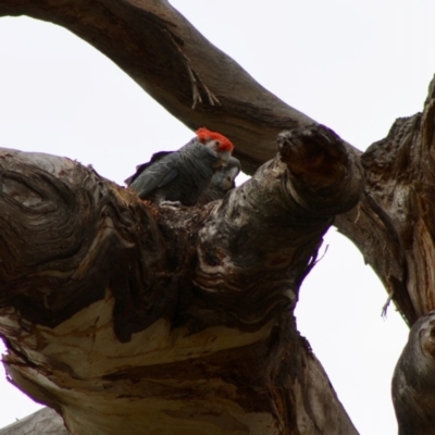 Callocephalon fimbriatum (Gang-gang Cockatoo) at Red Hill, ACT - 26 Nov 2019 by LisaH