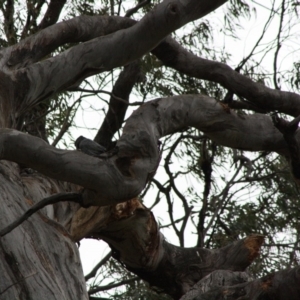 Callocephalon fimbriatum at Red Hill, ACT - suppressed