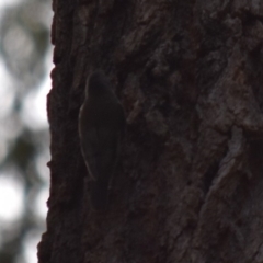 Cormobates leucophaea (White-throated Treecreeper) at Bodalla State Forest - 23 Nov 2019 by TreeHopper