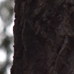 Cormobates leucophaea at Bodalla, NSW - 23 Nov 2019 05:01 PM