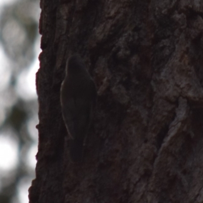 Cormobates leucophaea (White-throated Treecreeper) at Bodalla, NSW - 23 Nov 2019 by TreeHopper