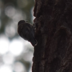 Cormobates leucophaea at Bodalla, NSW - 23 Nov 2019