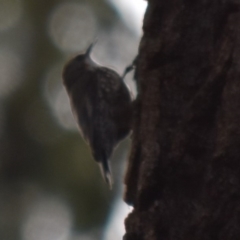 Cormobates leucophaea at Bodalla, NSW - 23 Nov 2019 05:01 PM