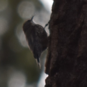 Cormobates leucophaea at Bodalla, NSW - 23 Nov 2019