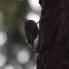 Cormobates leucophaea at Bodalla, NSW - 23 Nov 2019 05:01 PM