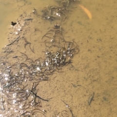 Potamogeton ochreatus (Blunt Pondweed) at Majura, ACT - 24 Nov 2019 by JaneR