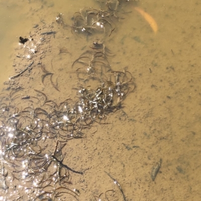 Potamogeton ochreatus (Blunt Pondweed) at Mount Ainslie - 24 Nov 2019 by JaneR