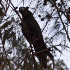 Calyptorhynchus lathami lathami (Glossy Black-Cockatoo) at Bodalla, NSW - 23 Nov 2019 by TreeHopper