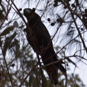 Calyptorhynchus lathami lathami at Bodalla, NSW - 24 Nov 2019