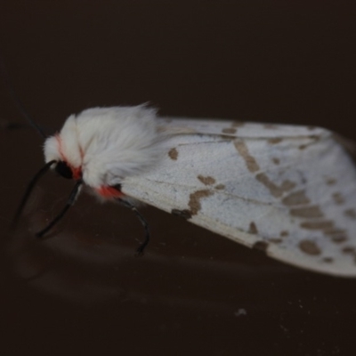 Ardices canescens (Dark-spotted Tiger Moth) at Tathra Public School - 23 Nov 2019 by KerryVance2