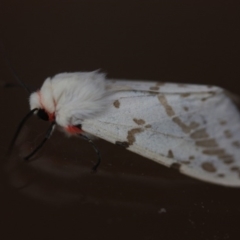 Ardices canescens (Dark-spotted Tiger Moth) at Tathra Public School - 22 Nov 2019 by Advance