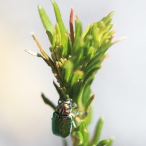 Diphucephala sp. (genus) at Tathra, NSW - 17 Nov 2019