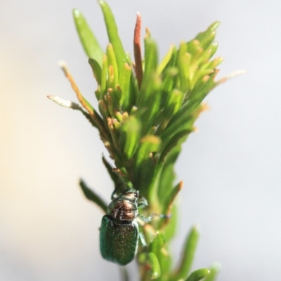 Diphucephala sp. (genus) (Green Scarab Beetle) at Tathra, NSW - 17 Nov 2019 by KerryVance2