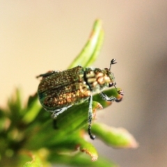 Diphucephala sp. (genus) at Tathra, NSW - 17 Nov 2019