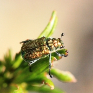 Diphucephala sp. (genus) at Tathra, NSW - 17 Nov 2019