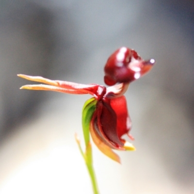 Caleana major (Large Duck Orchid) at Tathra, NSW - 17 Nov 2019 by KerryVance2