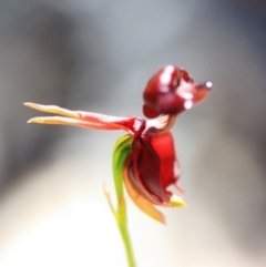 Caleana major (Large Duck Orchid) at Tathra, NSW - 17 Nov 2019 by KerryVance