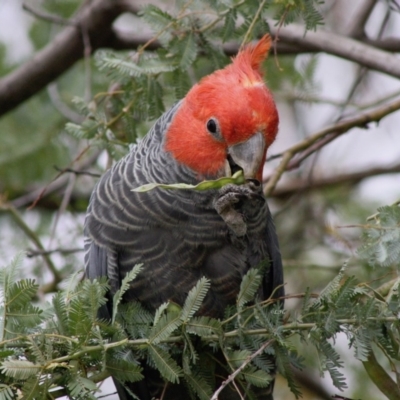 Callocephalon fimbriatum (Gang-gang Cockatoo) at Hughes, ACT - 26 Nov 2019 by LisaH