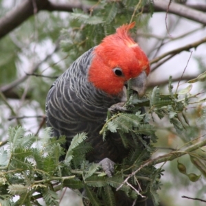 Callocephalon fimbriatum at Hughes, ACT - 26 Nov 2019