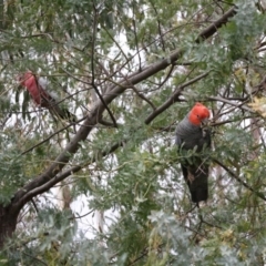 Callocephalon fimbriatum at Hughes, ACT - 26 Nov 2019