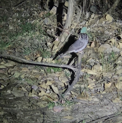 Aegotheles cristatus (Australian Owlet-nightjar) at Mulligans Flat - 14 Nov 2019 by DGilbert