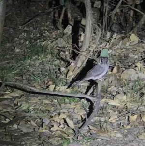 Aegotheles cristatus at Amaroo, ACT - 14 Nov 2019